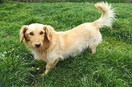 Falkor - cichutki, nienachalny, bardzo spokojny wielkouchy psiak szuka domu!,  dolnośląskie Wrocław