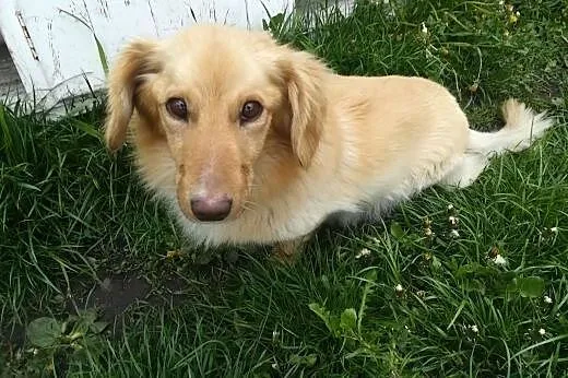 Falkor - cichutki, nienachalny, bardzo spokojny wielkouchy psiak szuka domu!,  dolnośląskie Wrocław, 