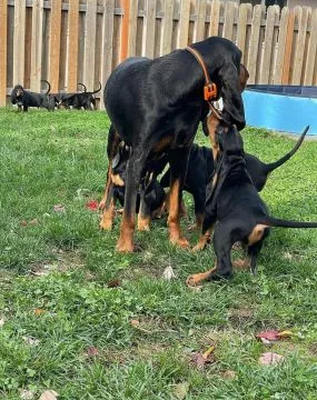 Urocze szczenięta bloodhound do adopcji e-mail: {{dorotapaula829@gmail.com}}