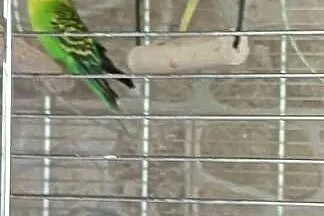 Sprzedam samce faliste lub zamienię na samiczki, Wielkopolskie, Poznań