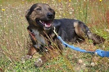Misio tęskni za ludźmi, okrutnie płacze w schronis