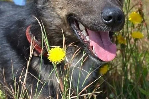 Misio tęskni za ludźmi, okrutnie płacze w schronis