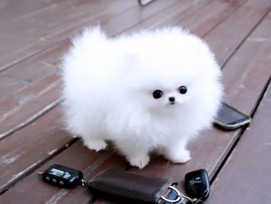 Szczeniaki pomeraniana  Whatsapp +447506188115 pomeraniana