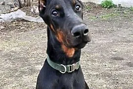 Szczeniak dobermana