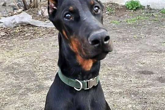 Szczeniak dobermana