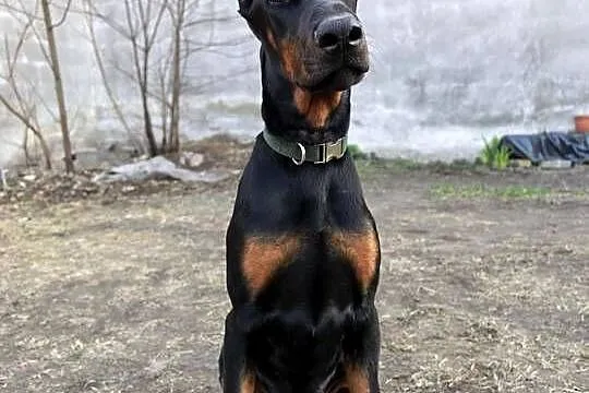 Szczeniak dobermana, Łódzkie, Dzierzgów