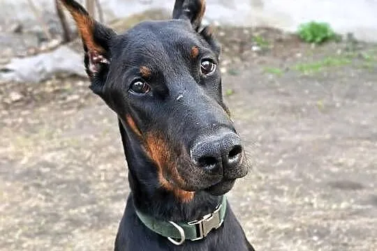 Szczeniak dobermana, Łódzkie, Dzierzgów