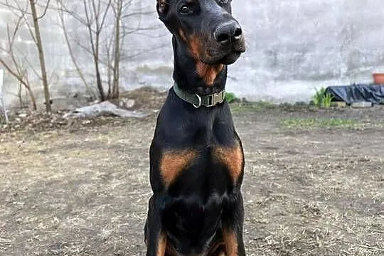 Szczeniak dobermana, Łódzkie, Dzierzgów