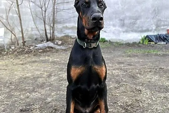 Szczeniak dobermana, Łódzkie, Dzierzgów