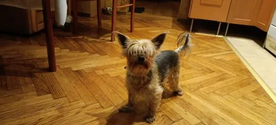 PILNIE ODDAM 2 DOROSŁE 10-LETNIE YORKI. DZIEWCZYNKĘ I CHŁOPCA, , Gliwice