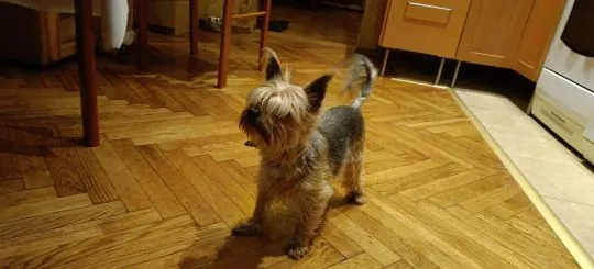 PILNIE ODDAM 2 DOROSŁE 10-LETNIE YORKI. DZIEWCZYNKĘ I CHŁOPCA