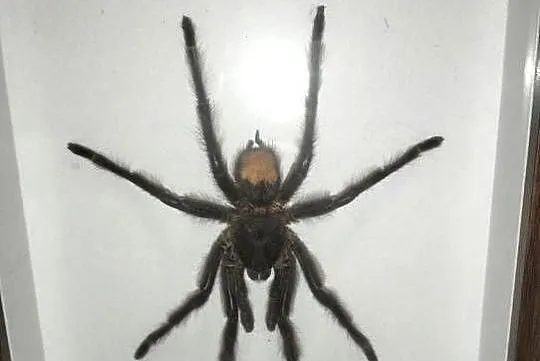 Spreparowany ptasznik w ramce - Lasiodora parahybana