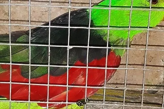 Papuga Czerownoskrzydła dorosłe same, Śląskie, Wodzisław Śląski