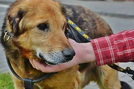 Adoptuj Lanera, zyskasz przyjaciela!,  mazowieckie