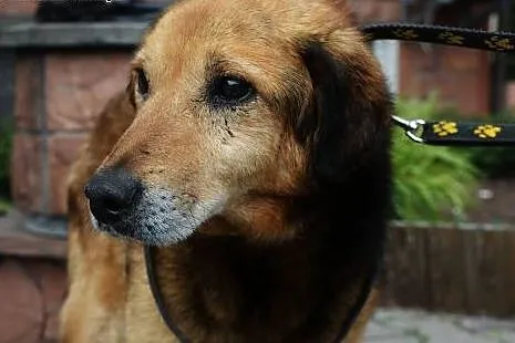 Adoptuj Lanera, zyskasz przyjaciela!,  mazowieckie