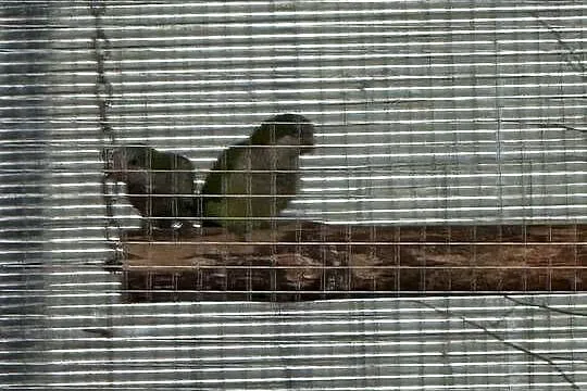 Mnichy nizinne, Kujawsko-pomorskie, Ośno Drugie