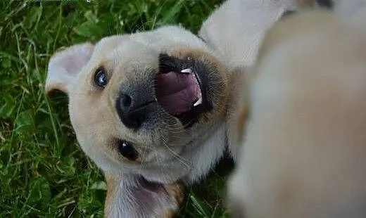 Biszkoptowe pieski - labrador retriever - ZKWP, L