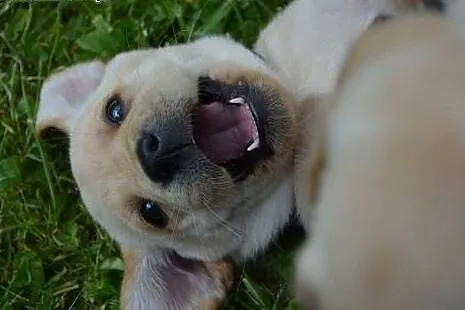 Biszkoptowe pieski - labrador retriever - ZKWP,  L