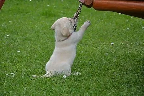 Biszkoptowe pieski - labrador retriever - ZKWP,  L