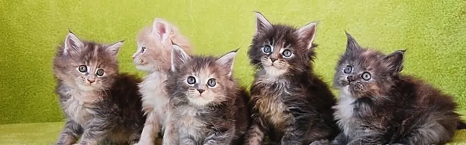 Śliczne kocięta Maine Coon