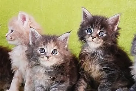 Śliczne kocięta Maine Coon