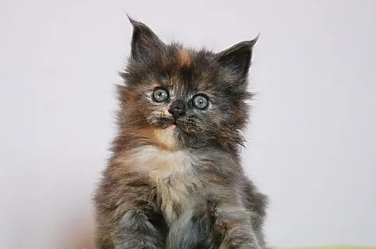 Śliczne kocięta Maine Coon