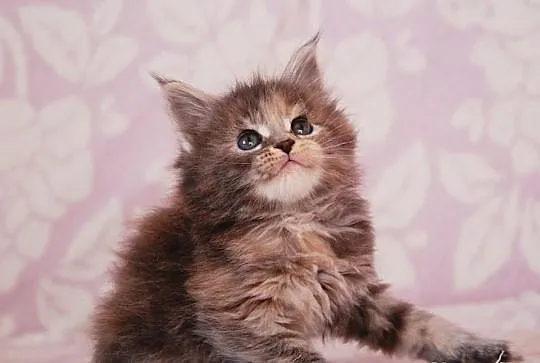 Śliczne kocięta Maine Coon