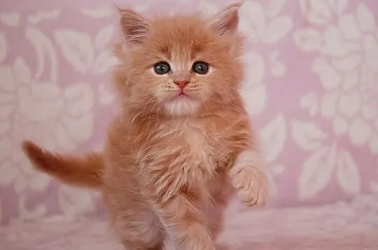 Śliczne kocięta Maine Coon