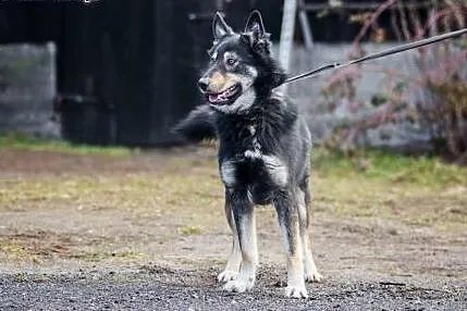 Młodziutki, wesoły Agent, zakochany w człowieku OWCZAREK adopcja,  Kundelki cała Polska