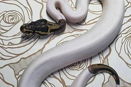 Wąż pyton królewski, python regius samiec