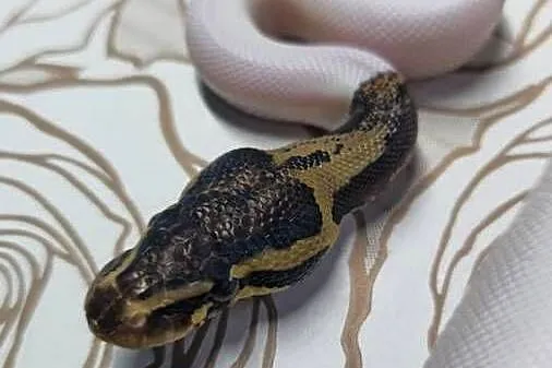 Wąż pyton królewski, python regius samiec, Dolnośląskie, Wrocław