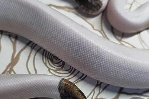 Wąż pyton królewski, python regius samiec, Dolnośląskie, Wrocław