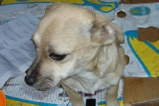 Znajdka mikrosunia 3,7kg szuka domu!