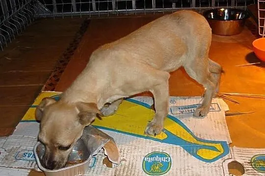 Znajdka mikrosunia 3,7kg szuka domu!