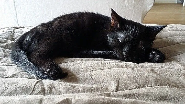 Bryś