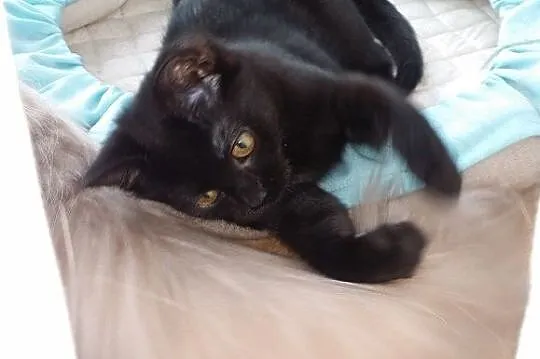Bryś