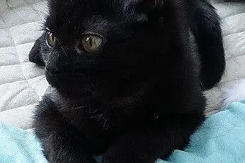 Bryś