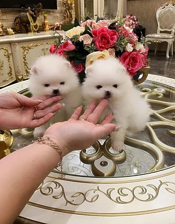 Szpic Miniaturowy (Pomeranian)- Piesek i Suczka, , Bydgoszcz