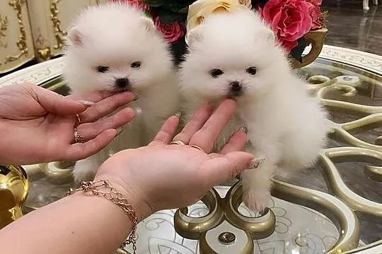 Szpic Miniaturowy (Pomeranian)- Piesek i Suczka, , Bydgoszcz