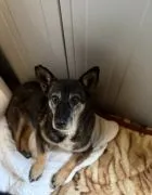 Cudowna Fibi, delikatna sunia BŁAGA o dom!  Fibi- maleńkie serduszko, które całe życie czeka… na pra