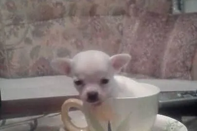 Chihuahua-mini piesek