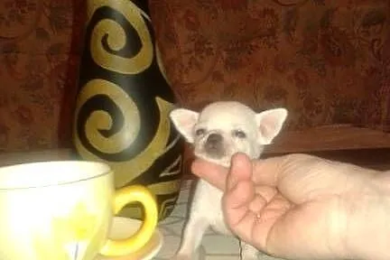 Chihuahua-mini piesek, Opolskie, Opole