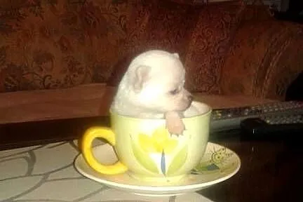 Chihuahua-mini piesek, Opolskie, Opole