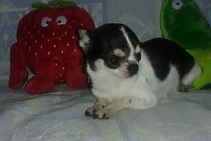 Chihuahua-mini piesek, Opolskie, Opole
