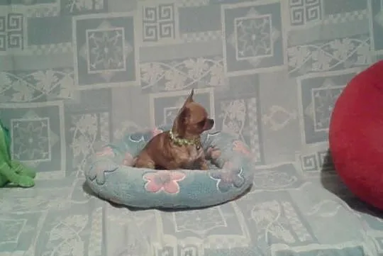 Chihuahua-mini piesek, Opolskie, Opole