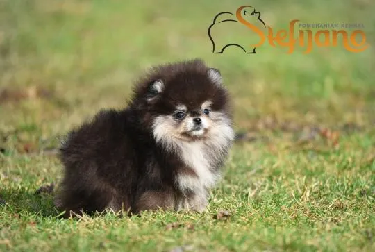 Pomeranian BOO Piękne zarejestrowane szczenięta na sprzedaż, , Warszawa
