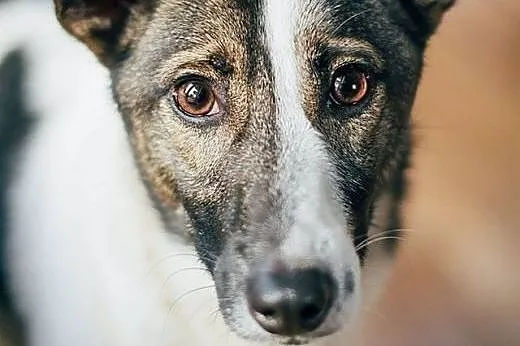 KLEKS - 7 kg KOCHANEGO i przeGRZECZNEGO cudaka,,  