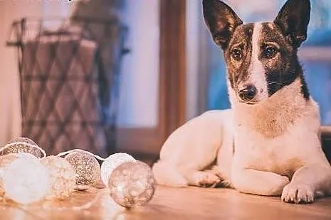 KLEKS - 7 kg KOCHANEGO i przeGRZECZNEGO cudaka,,  