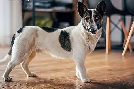 KLEKS - 7 kg KOCHANEGO i przeGRZECZNEGO cudaka,,  