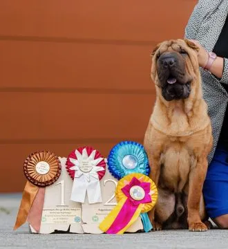 Zapraszamy do rezerwacji szczeniąt rasy shar pei z hodowli Red Folds po utytłlowanych rodzicach., , Rębiechowo
